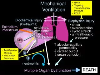 Mechanical Ventilation