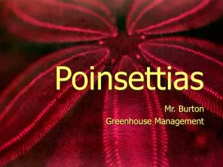 Poinsettias