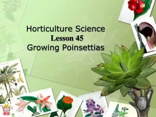 Horticulture Science Lesson 45 Growing Poinsettias