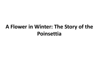 A Flower in Winter: The Story of the Poinsettia