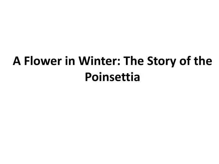 a flower in winter the story of the poinsettia