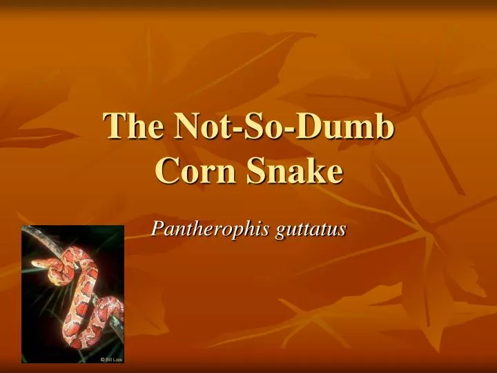the not so dumb corn snake