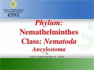 Phylum: Nemathelminthes Class: Nematoda Ancylostoma