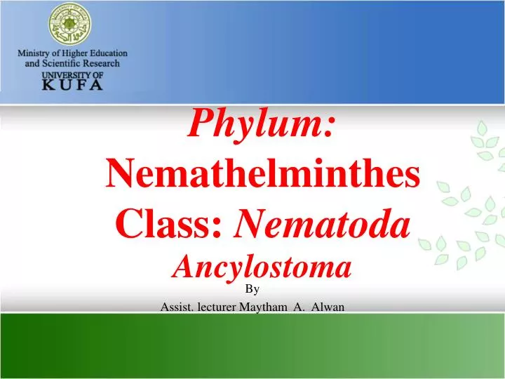 phylum nemathelminthes class nematoda ancylostoma