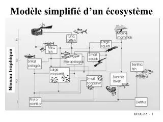 mod le simplifi d un cosyst me