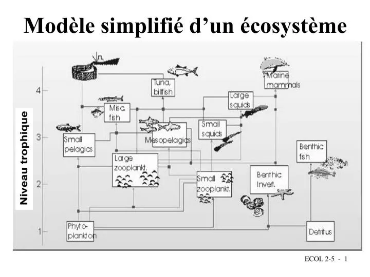 mod le simplifi d un cosyst me