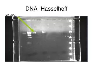 DNA Hasselhoff