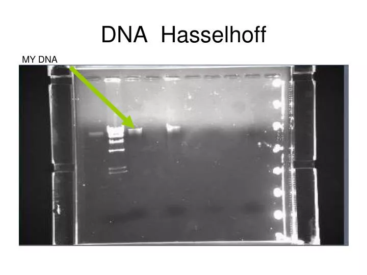 dna hasselhoff