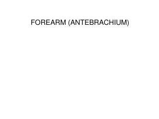 FOREARM (ANTEBRACHIUM)