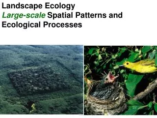 Landscape Ecology Large-scale Spatial Patterns and Ecological Processes