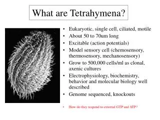 What are Tetrahymena?