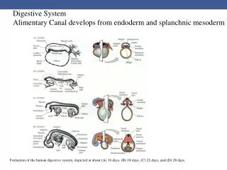 Digestive System Alimentary Canal develops from endoderm and splanchnic mesoderm