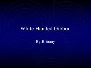 white handed gibbon