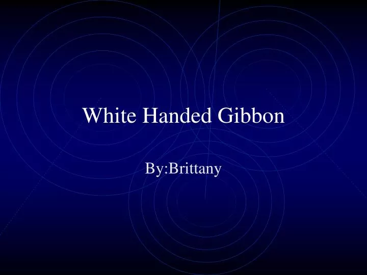 white handed gibbon