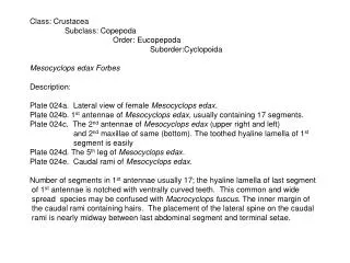 Class: Crustacea 	Subclass: Copepoda Order: Eucopepoda