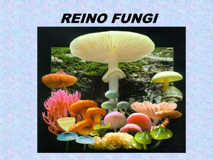 reino fungi