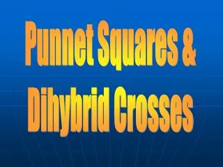 Punnet Squares &amp; Dihybrid Crosses