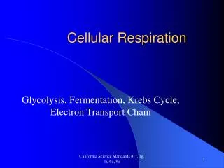 Cellular Respiration