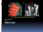 Porifera - slide 1