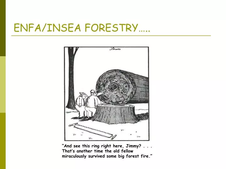 enfa insea forestry