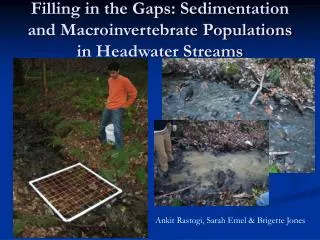 Filling in the Gaps: Sedimentation and Macroinvertebrate Populations in Headwater Streams
