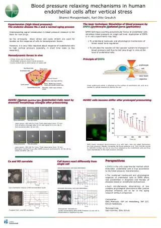 Blood pressure relaxing mechanisms in human endothelial cells after vertical stress