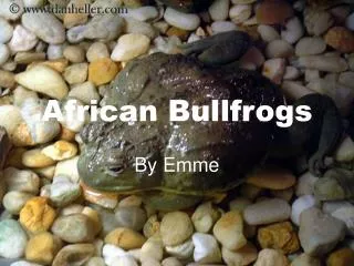 African Bullfrogs