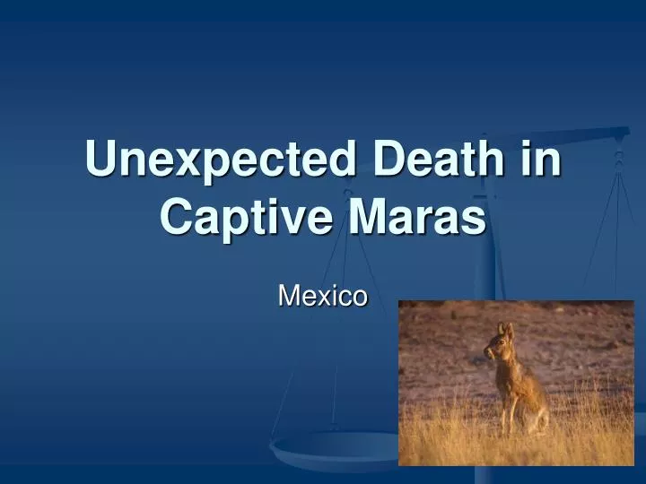 unexpected death in captive maras