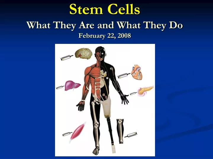stem cells what they are and what they do february 22 2008