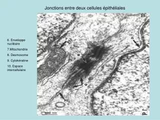 jonctions entre deux cellules pith liales