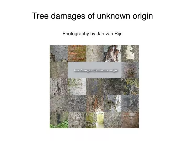 tree damages of unknown origin photography by jan van rijn