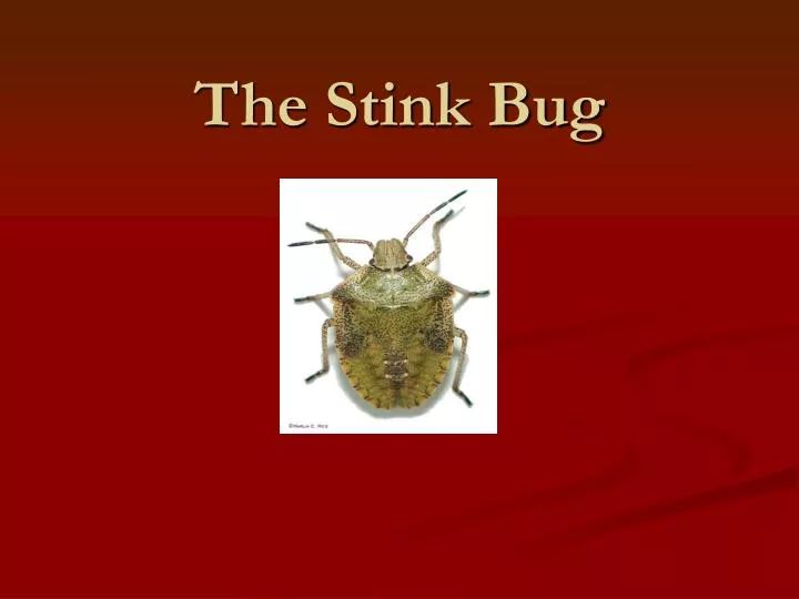 the stink bug