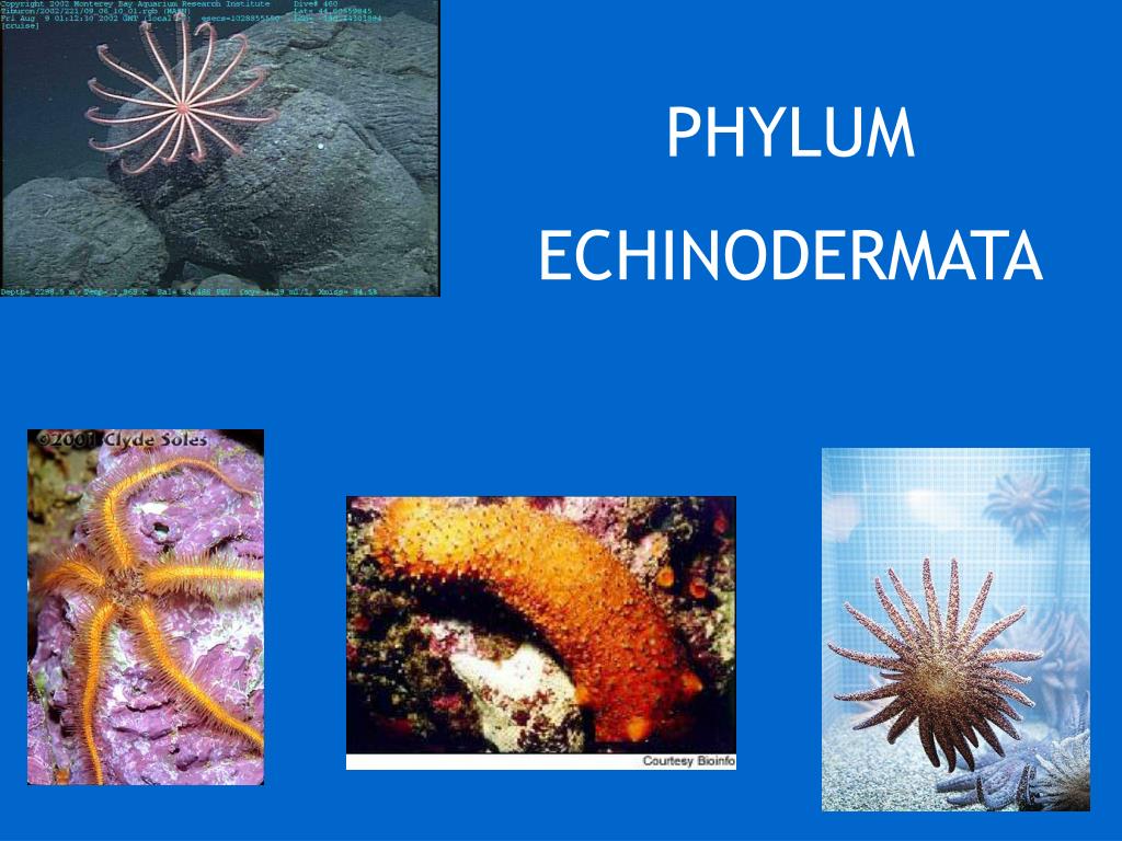 PPT - PHYLUM ECHINODERMATA PowerPoint Presentation, free download - ID ...