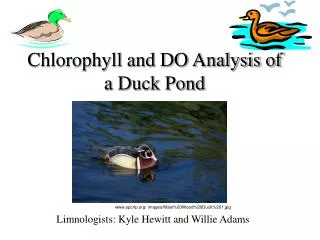 Chlorophyll and DO Analysis of a Duck Pond