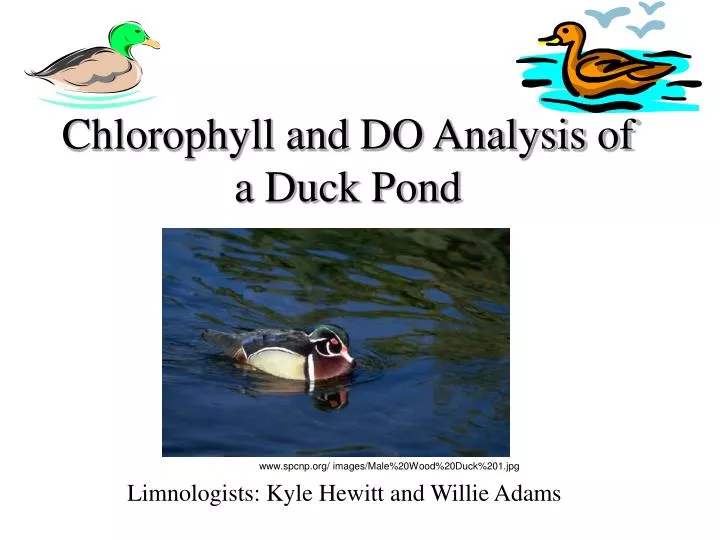 chlorophyll and do analysis of a duck pond