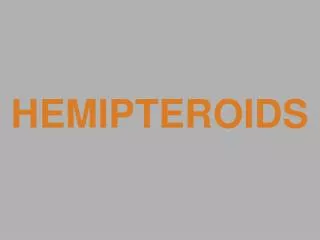 HEMIPTEROIDS