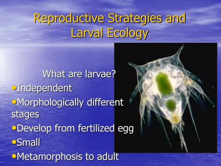 reproductive strategies and larval ecology