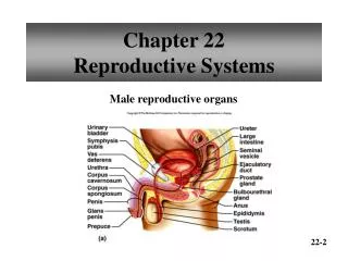 Chapter 22 Reproductive Systems