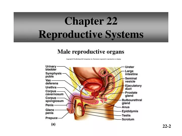 chapter 22 reproductive systems