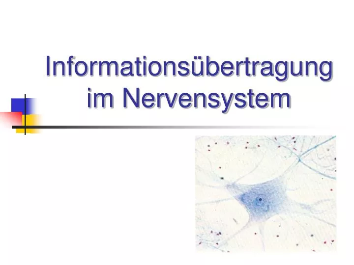 informations bertragung im nervensystem