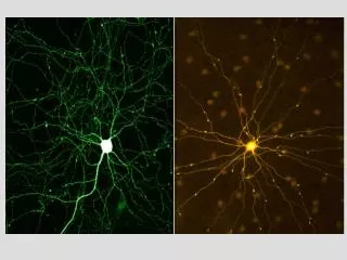 Neuron Structure and Function Relationship between Stimuli ? Input Nervous System Organization