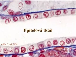 epitelov tk