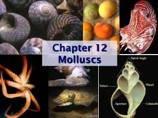 Chapter 12 Molluscs
