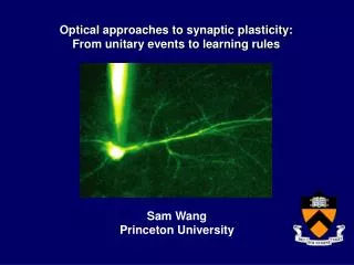 Optical approaches to synaptic plasticity: From unitary events to learning rules