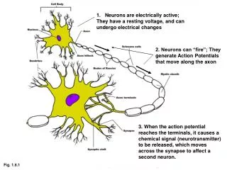 Neurons are electrically active; They have a resting voltage, and can undergo electrical changes
