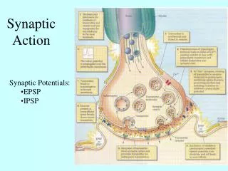 Synaptic Action
