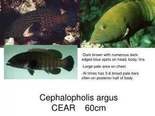 Cephalopholis argus CEAR 60cm