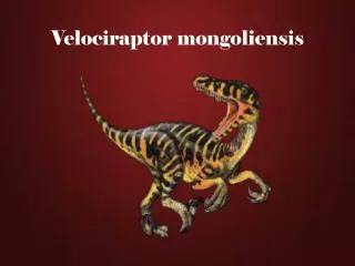 velociraptor mongoliensis