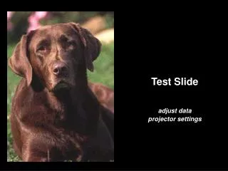 Test Slide adjust data projector settings