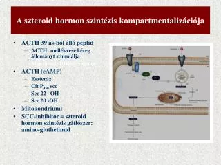 a szteroid hormon szint zis kompartmentaliz ci ja